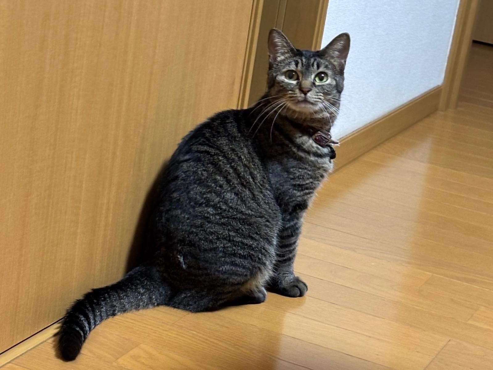 しゃけちゃん しゃけちゃん