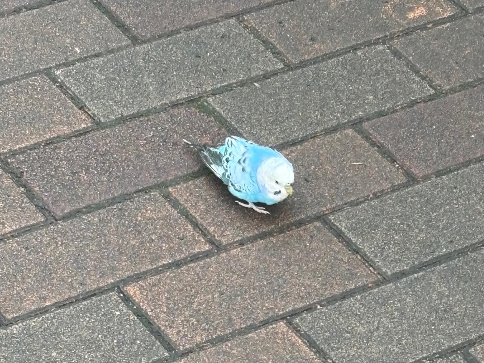 目撃された鳥 目撃された鳥