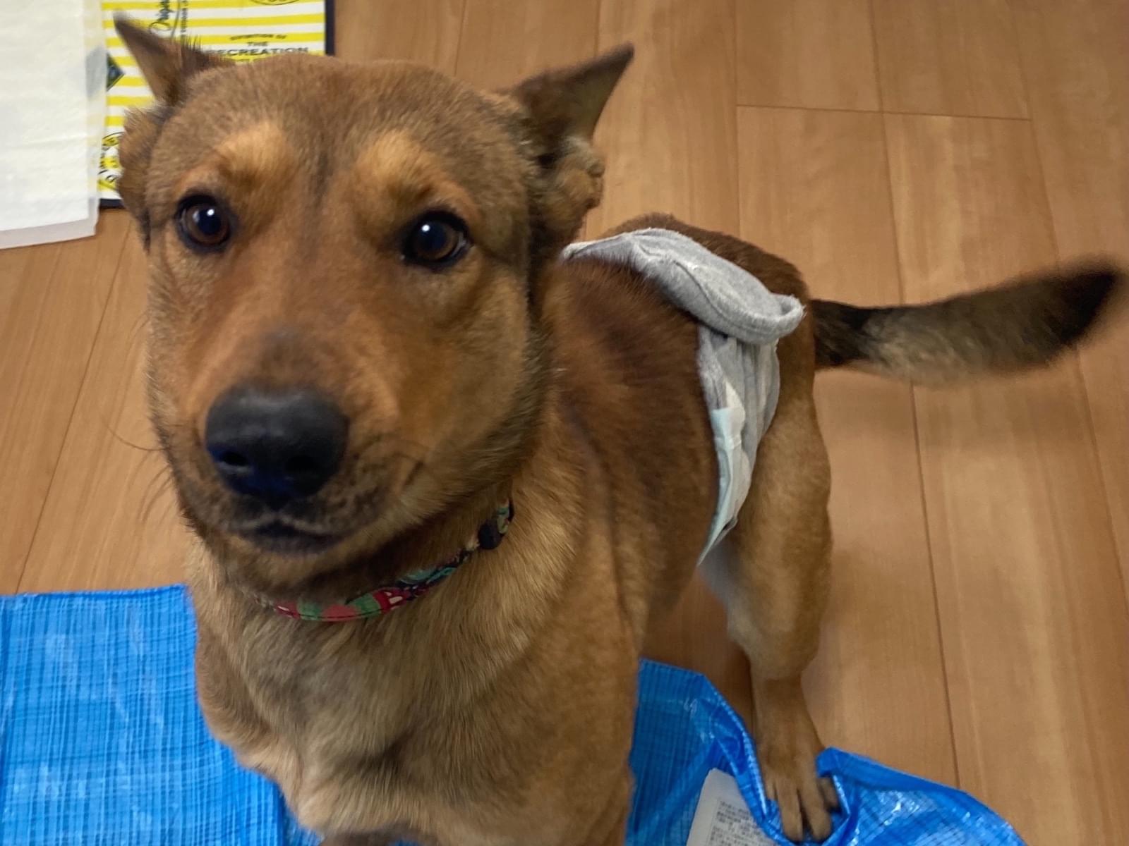 保護された犬 保護された犬