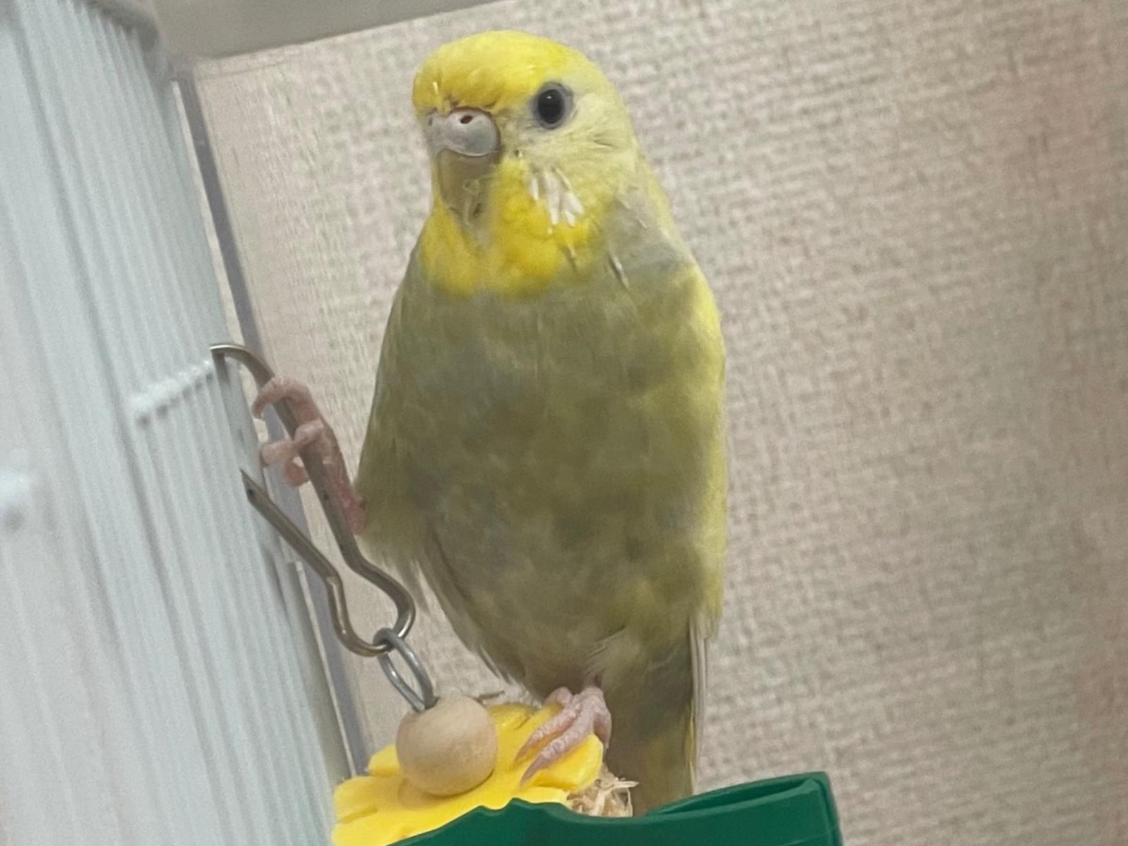 きびちゃん きびちゃん