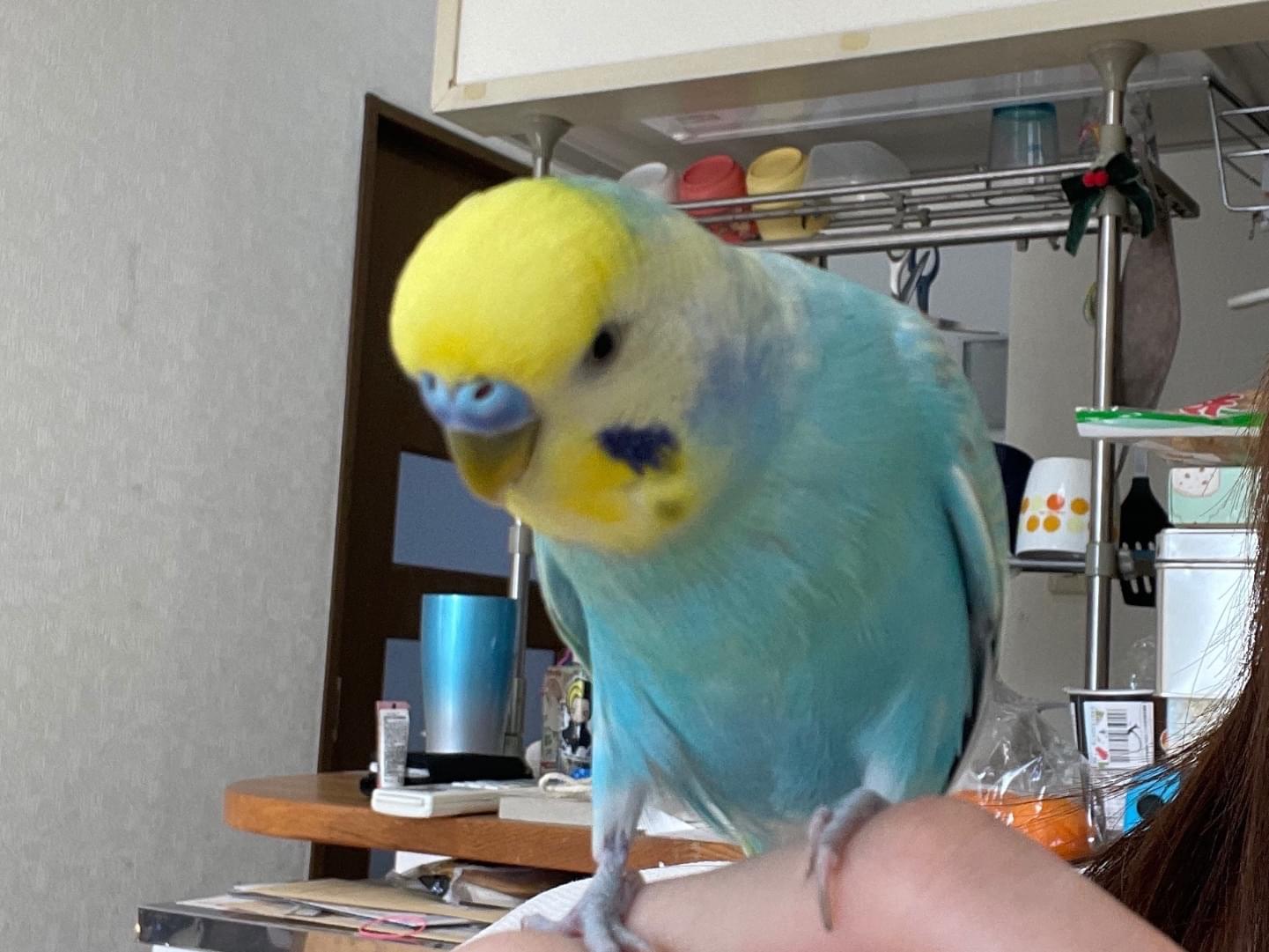 ぴぴっちちゃん ぴぴっちちゃん