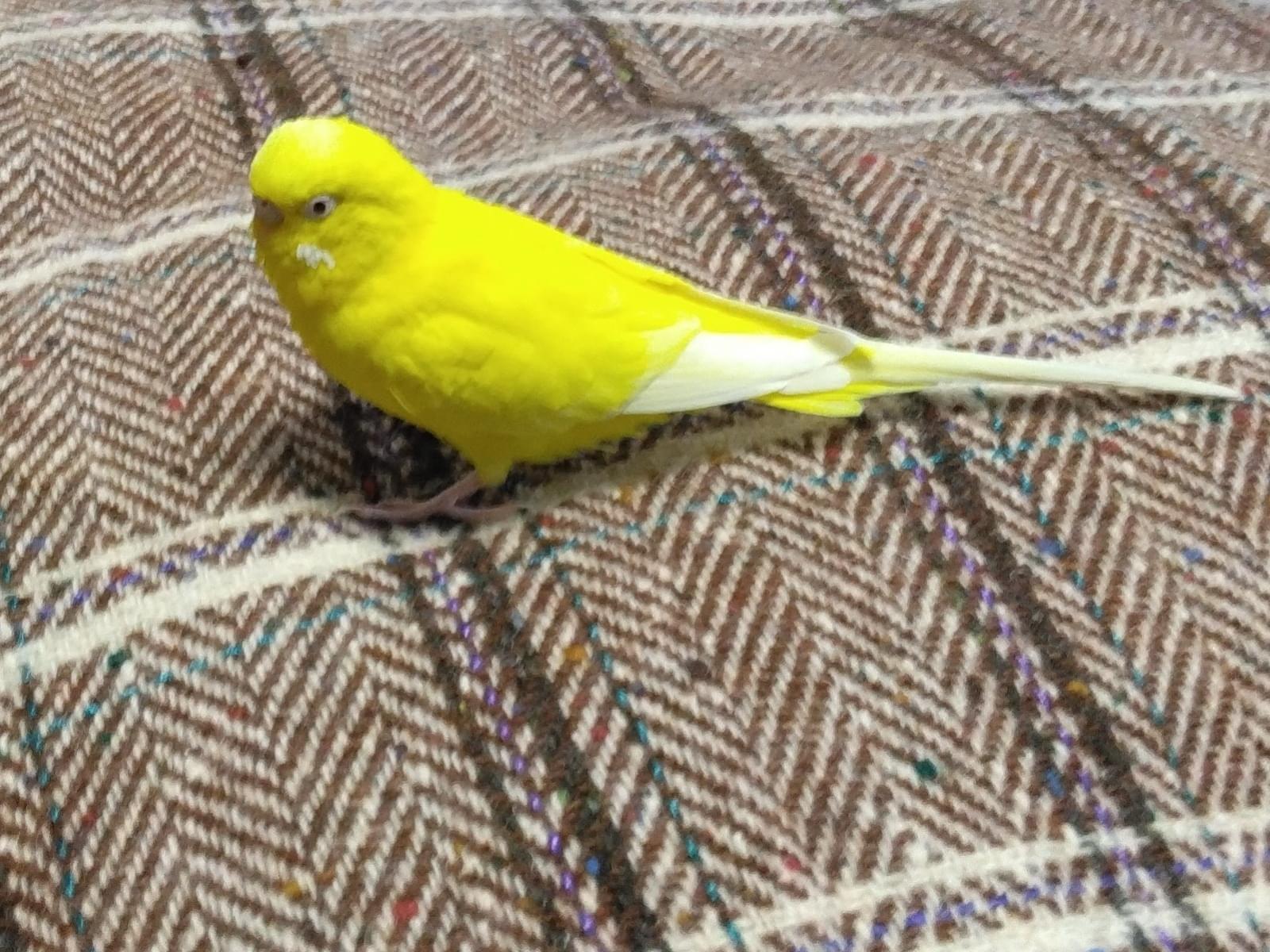 きいろちゃん きいろちゃん