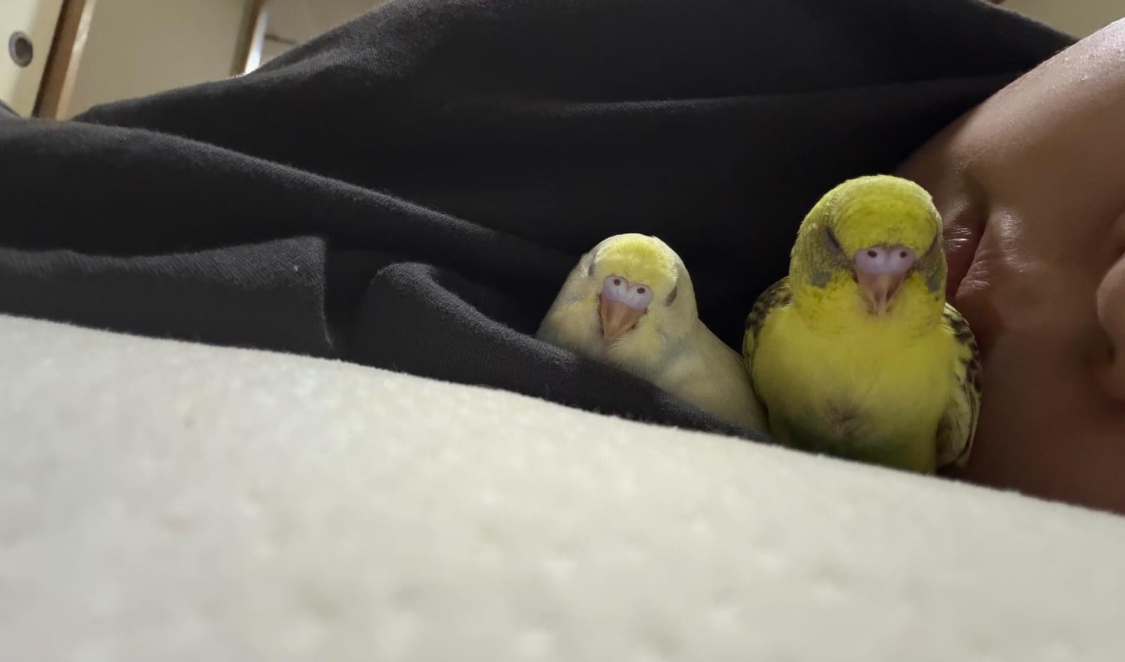 黄色と緑混じりの子と 白くて先が黄色が入ったセキセイインコ探してます