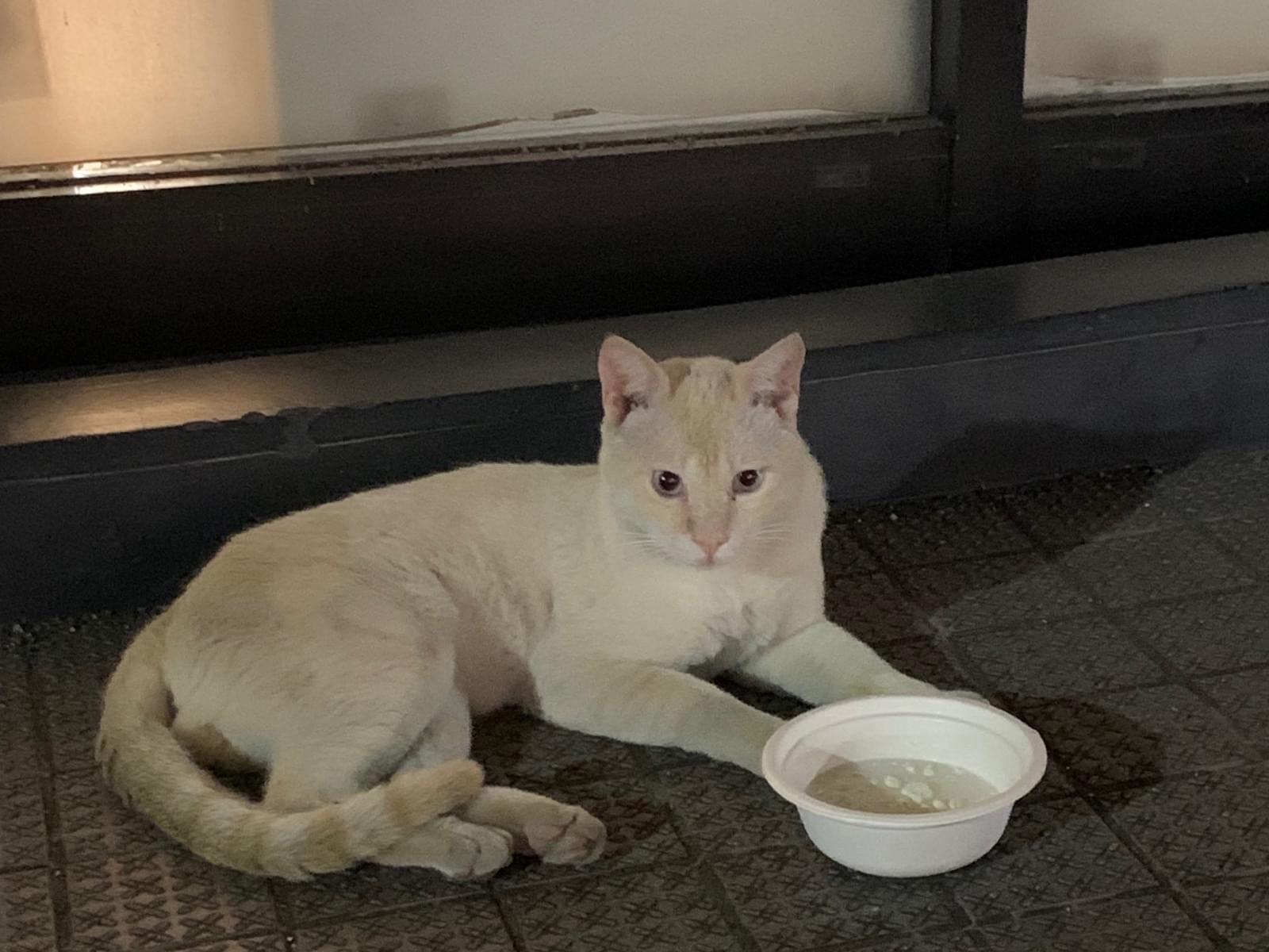 目撃された猫 目撃された猫