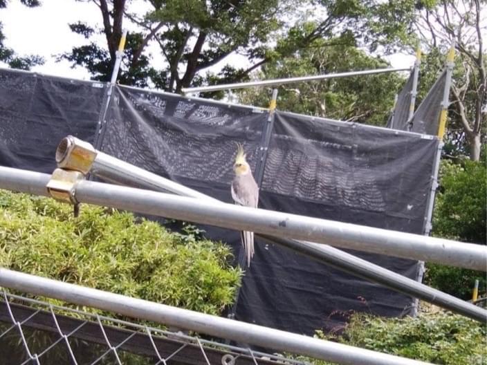 目撃された鳥 目撃された鳥