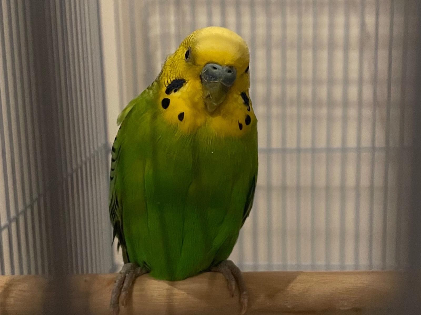 保護された鳥 保護された鳥