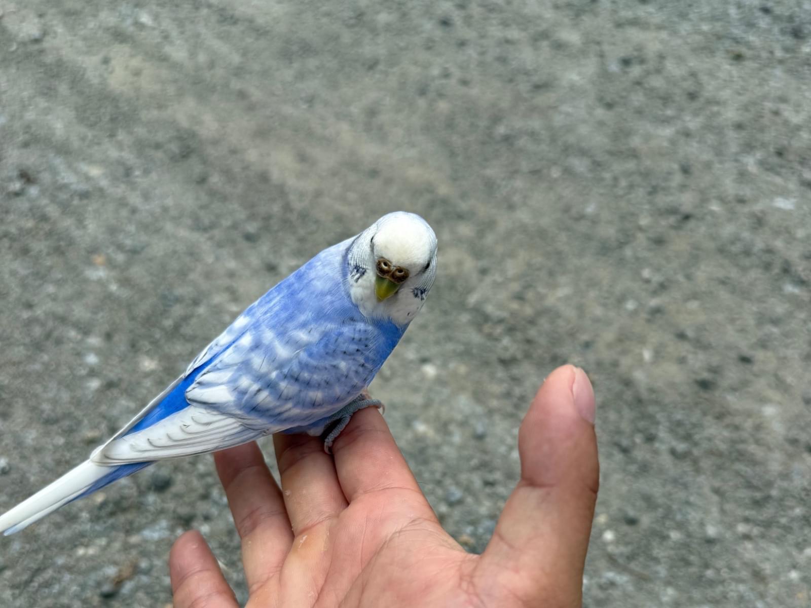 目撃された鳥