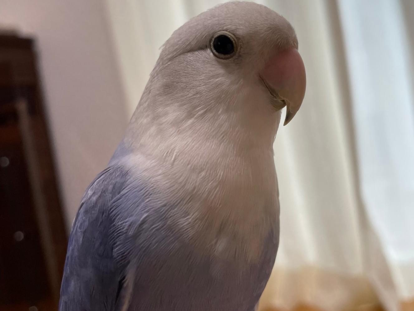 ぱんくんちゃん ぱんくんちゃん