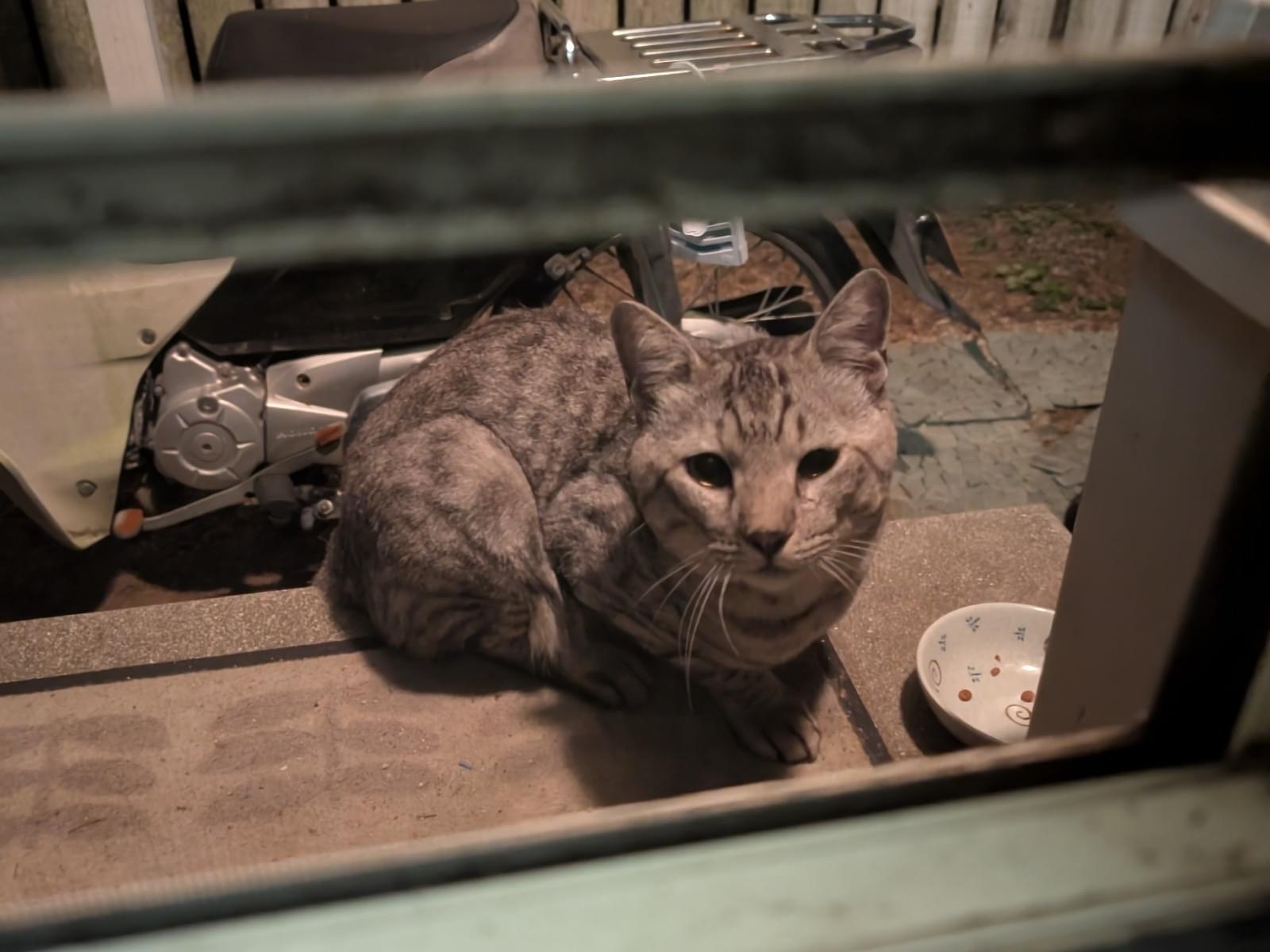 目撃された猫 目撃された猫