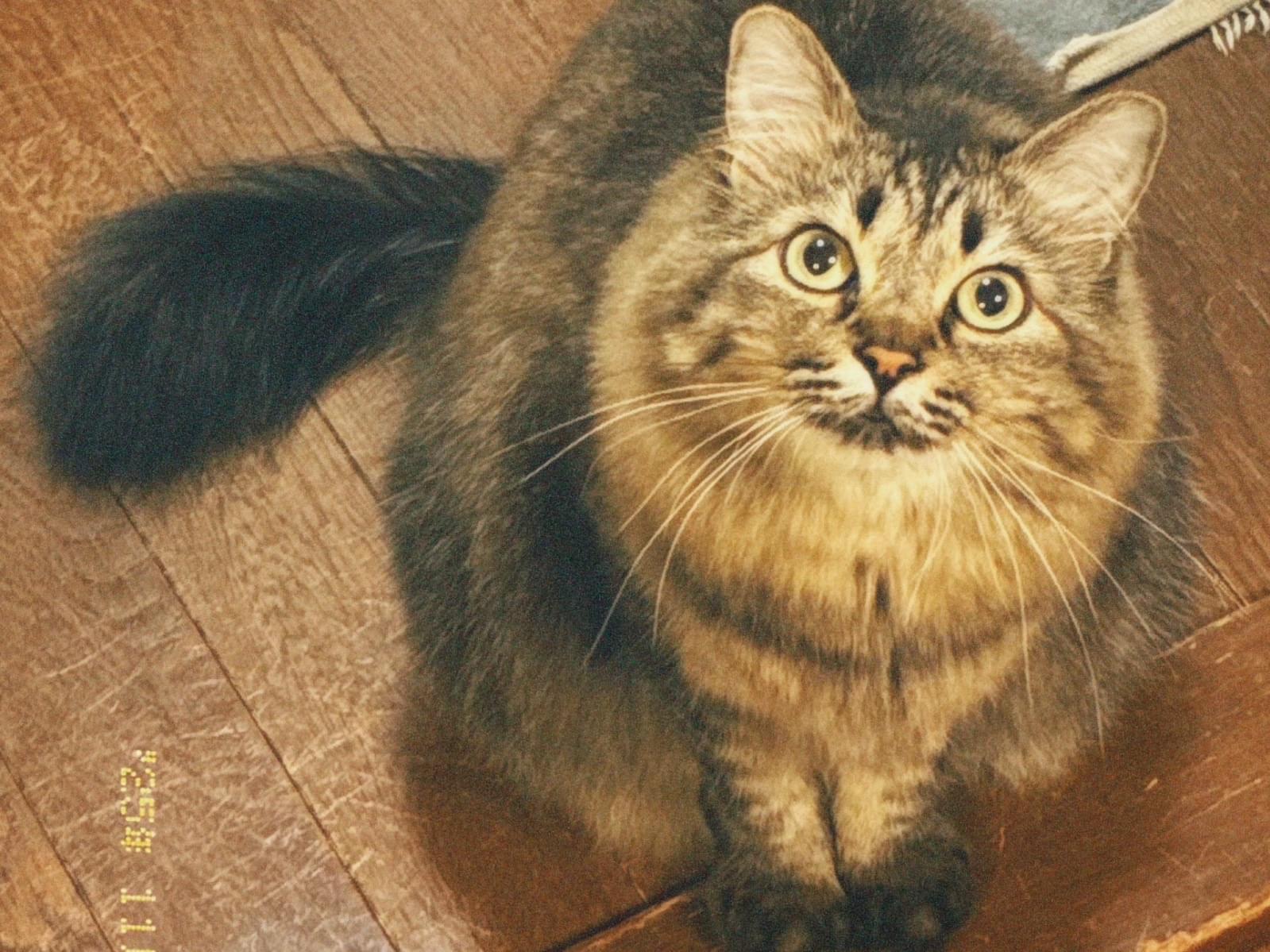 ナラちゃん ナラちゃん