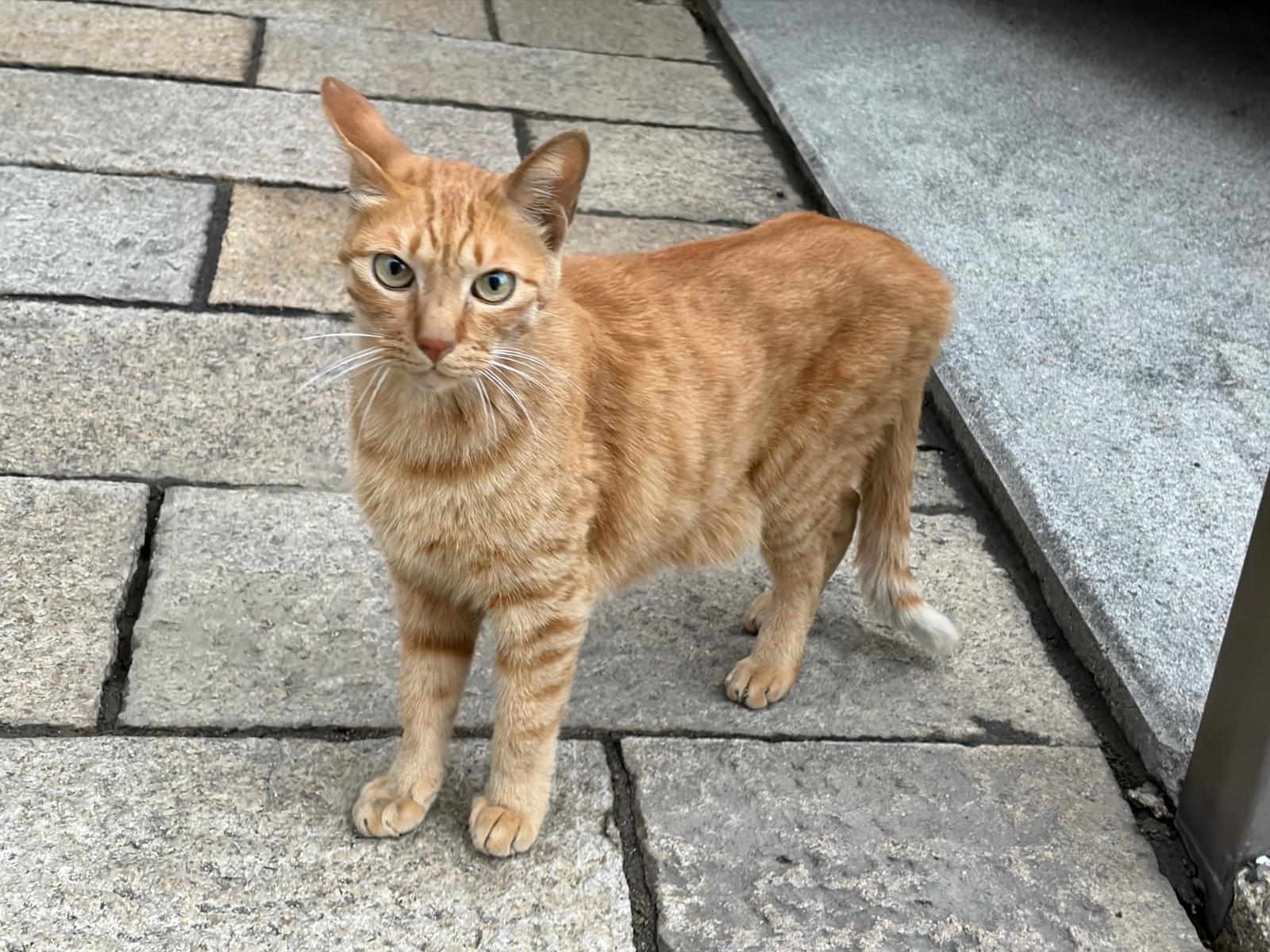 目撃された猫