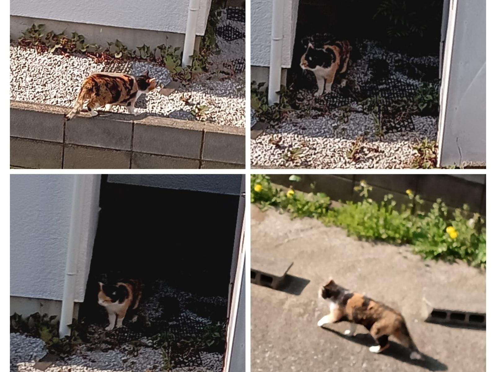 目撃された猫 目撃された猫