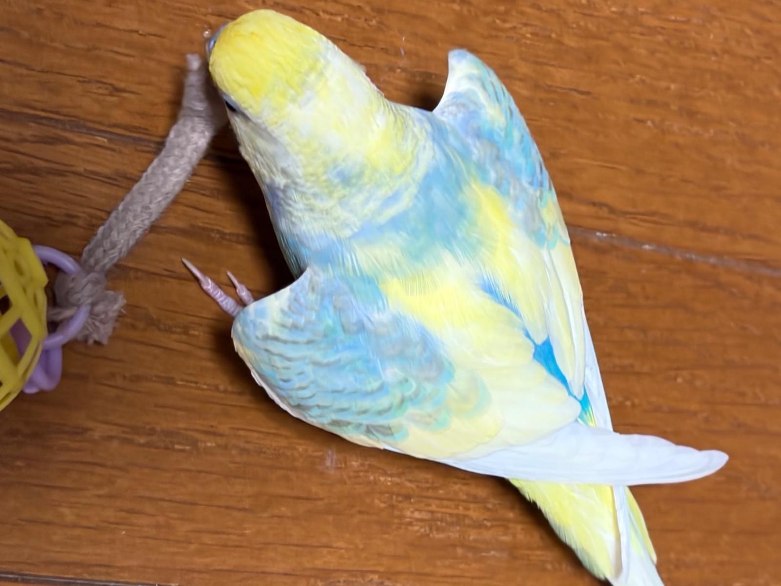 プーマちゃん
