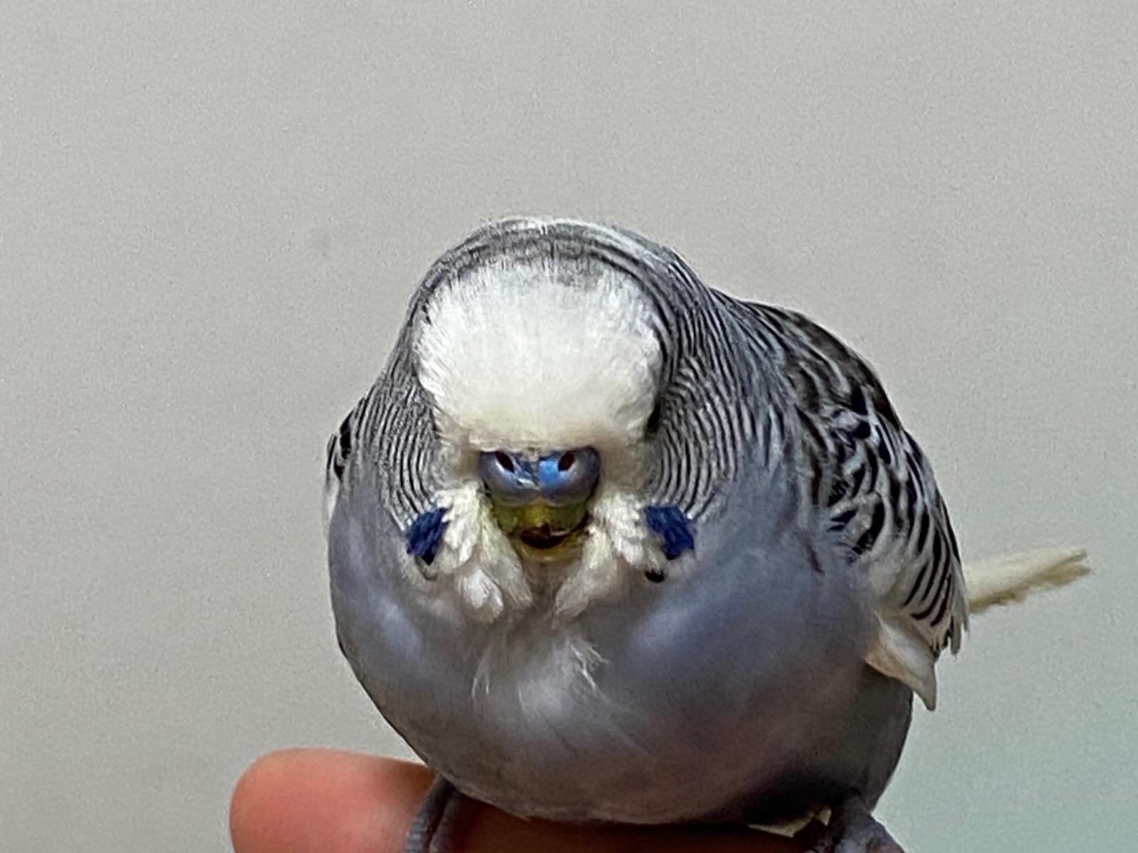 保護された鳥 保護された鳥