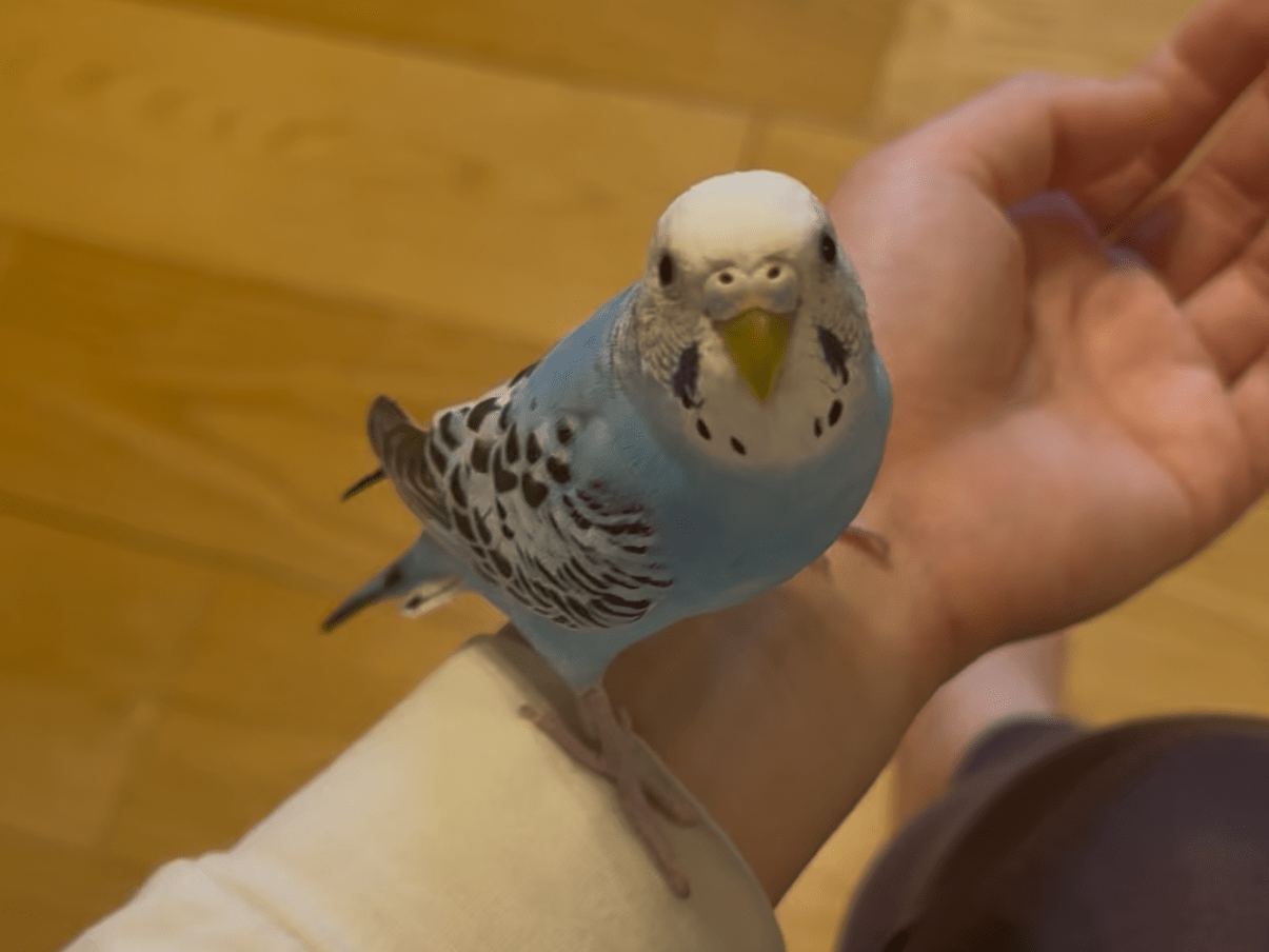 こたろうちゃん