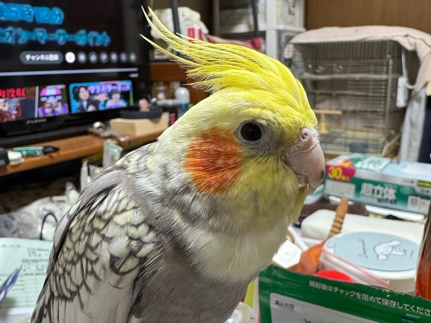 レモンちゃん レモンちゃん