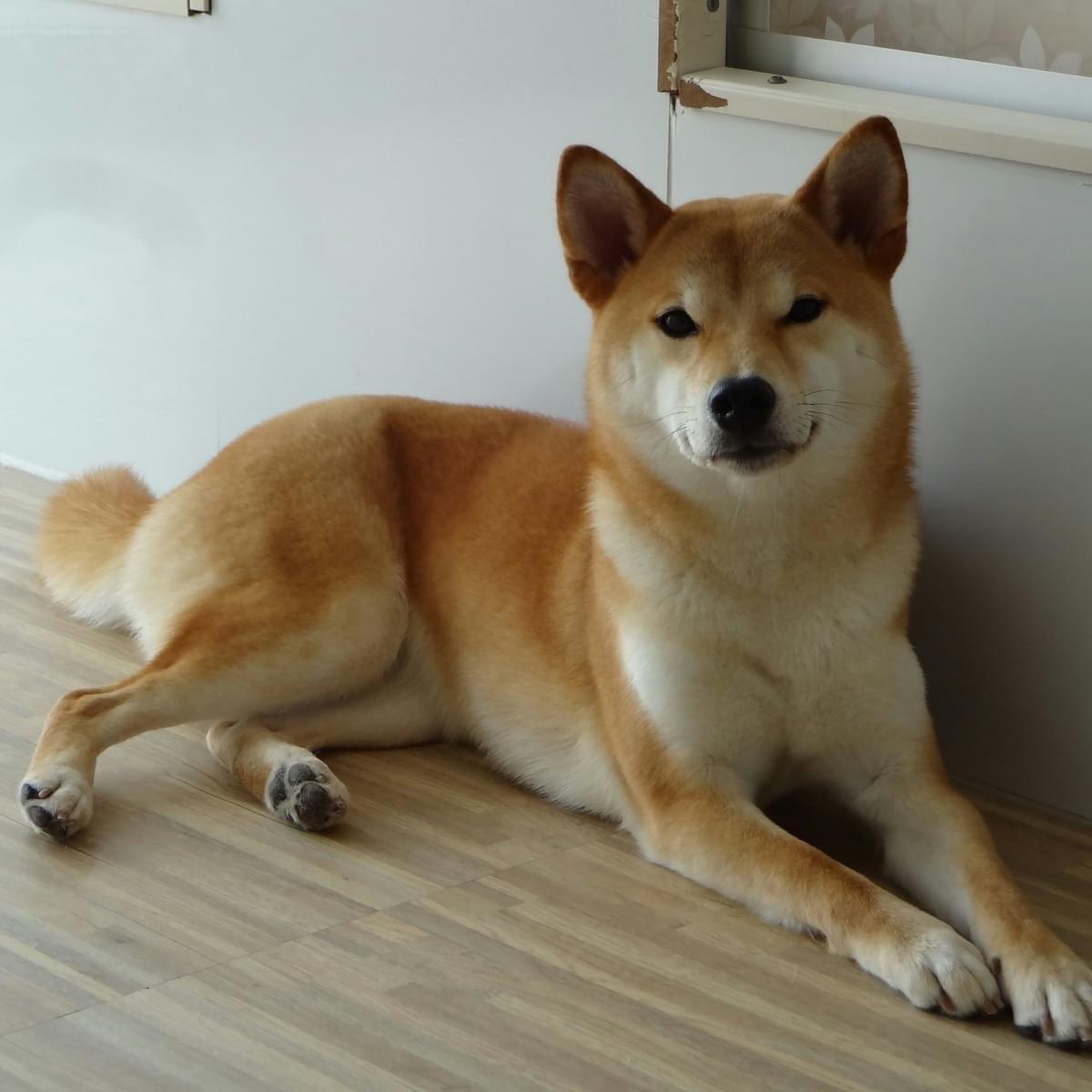 柴犬 3歳雌 茶色を探しています!