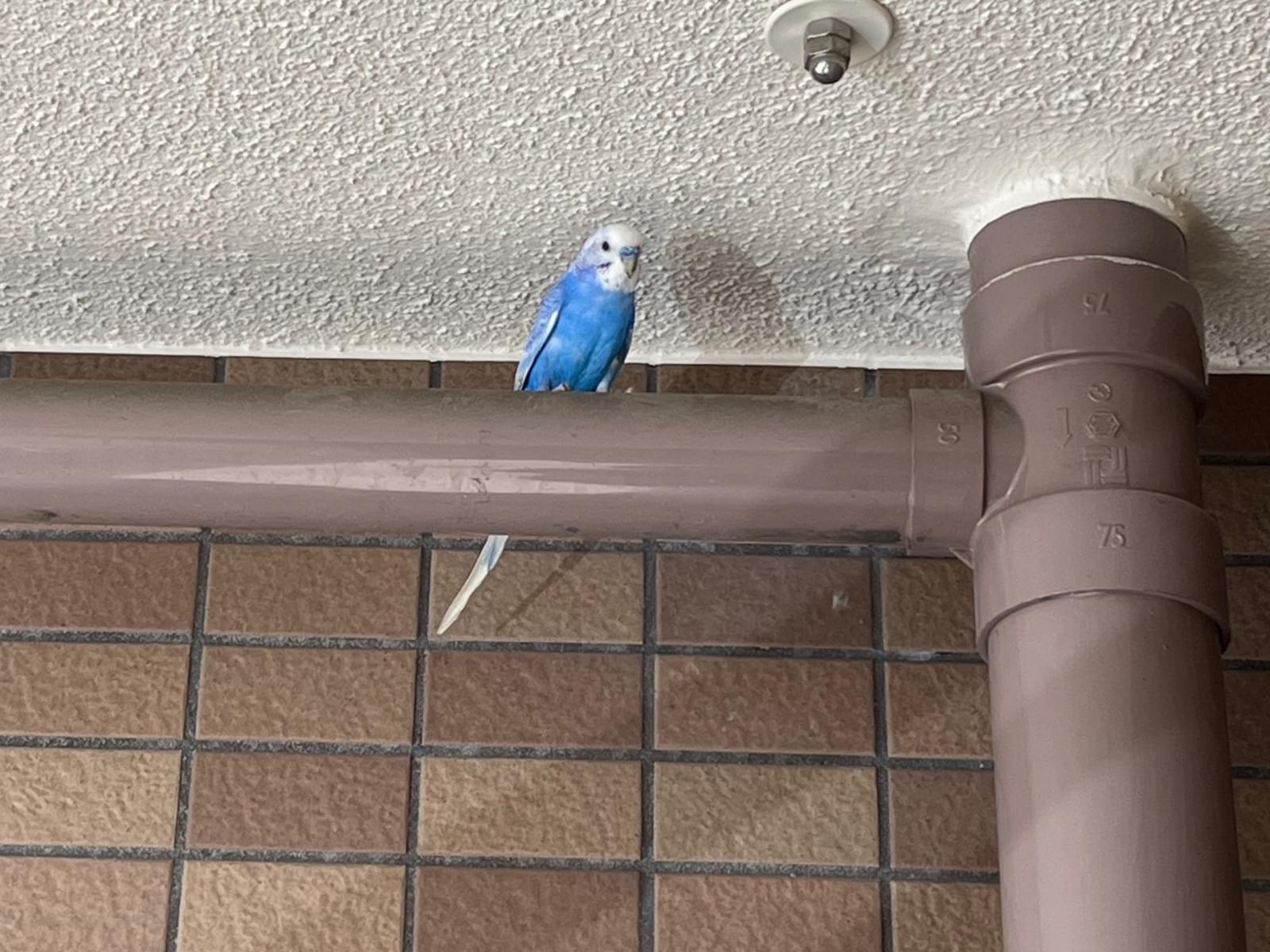 目撃された鳥 目撃された鳥