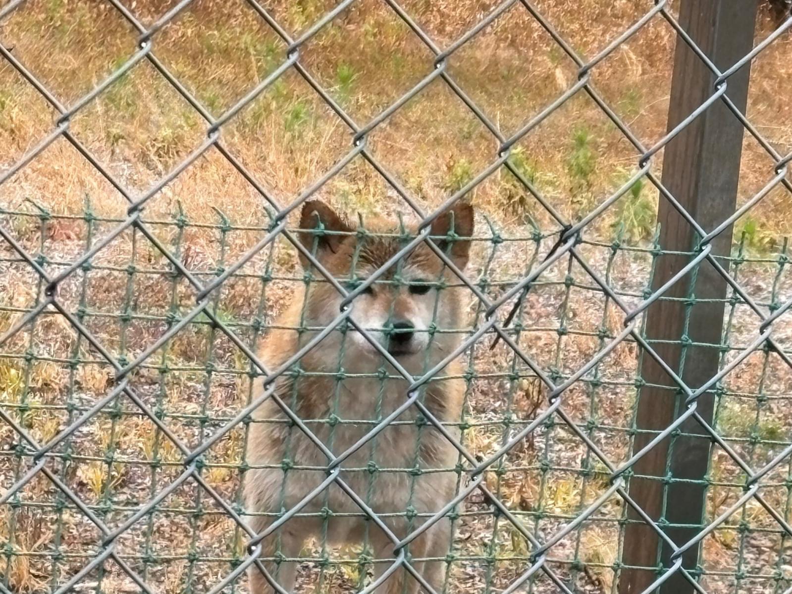 目撃された犬