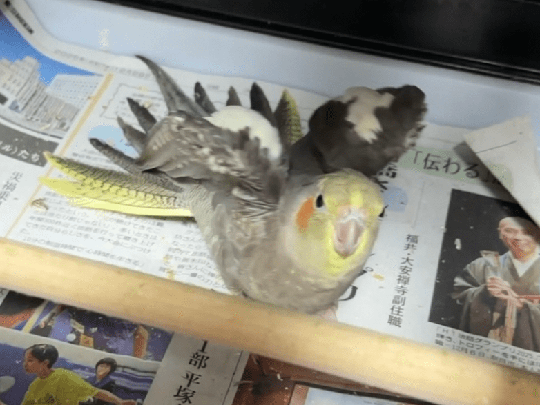 まめちちゃん まめちちゃん