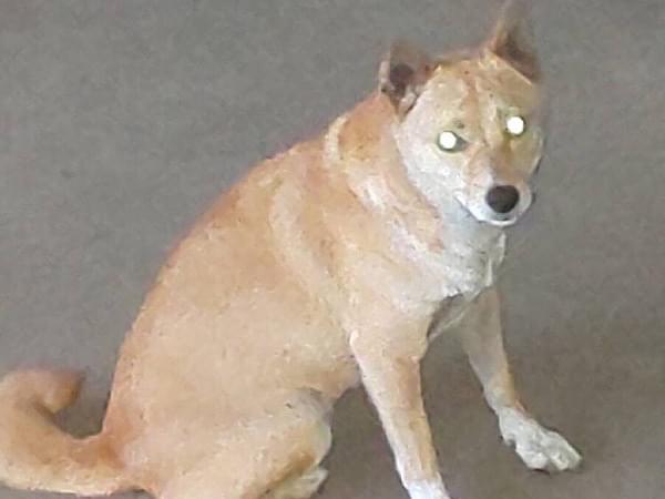 目撃された犬 目撃された犬
