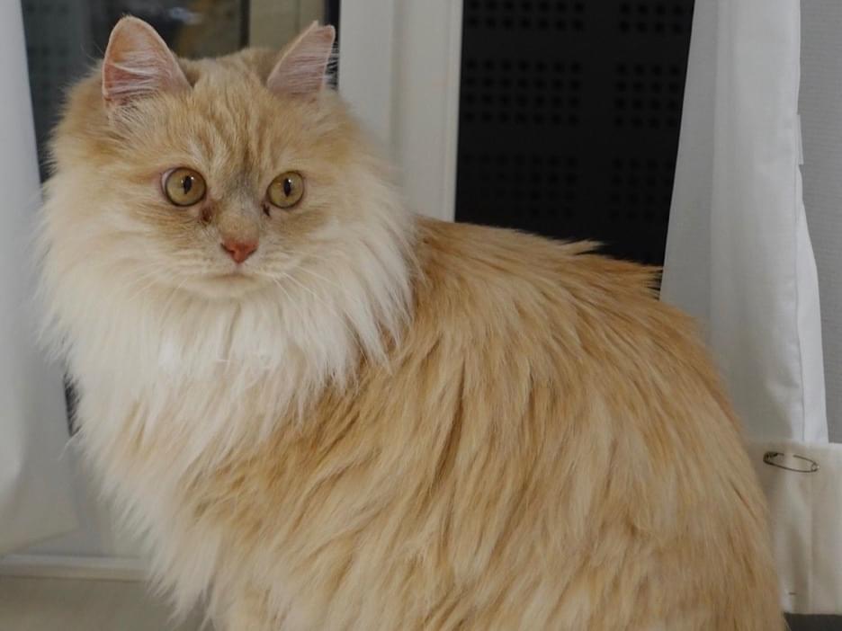 メアちゃん メアちゃん