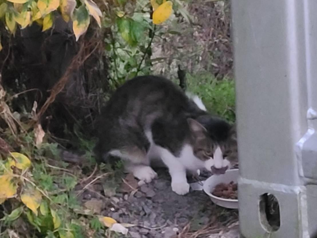 目撃された猫 目撃された猫