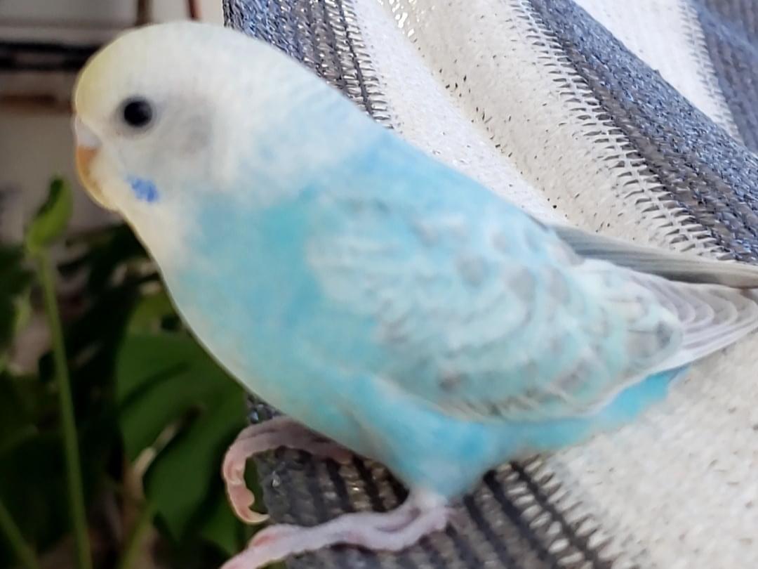 イーリスちゃん