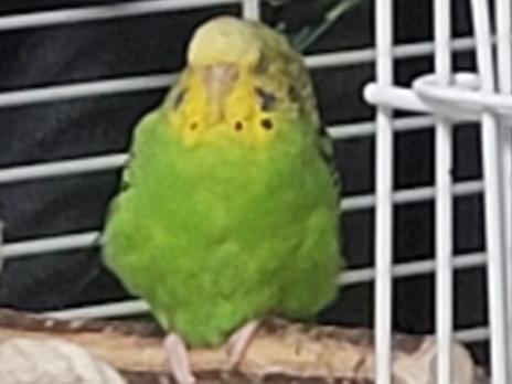 きゅうりちゃん