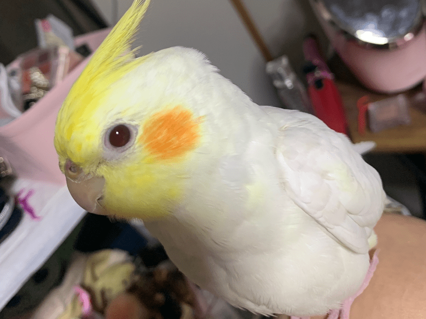 ハクちゃん ハクちゃん
