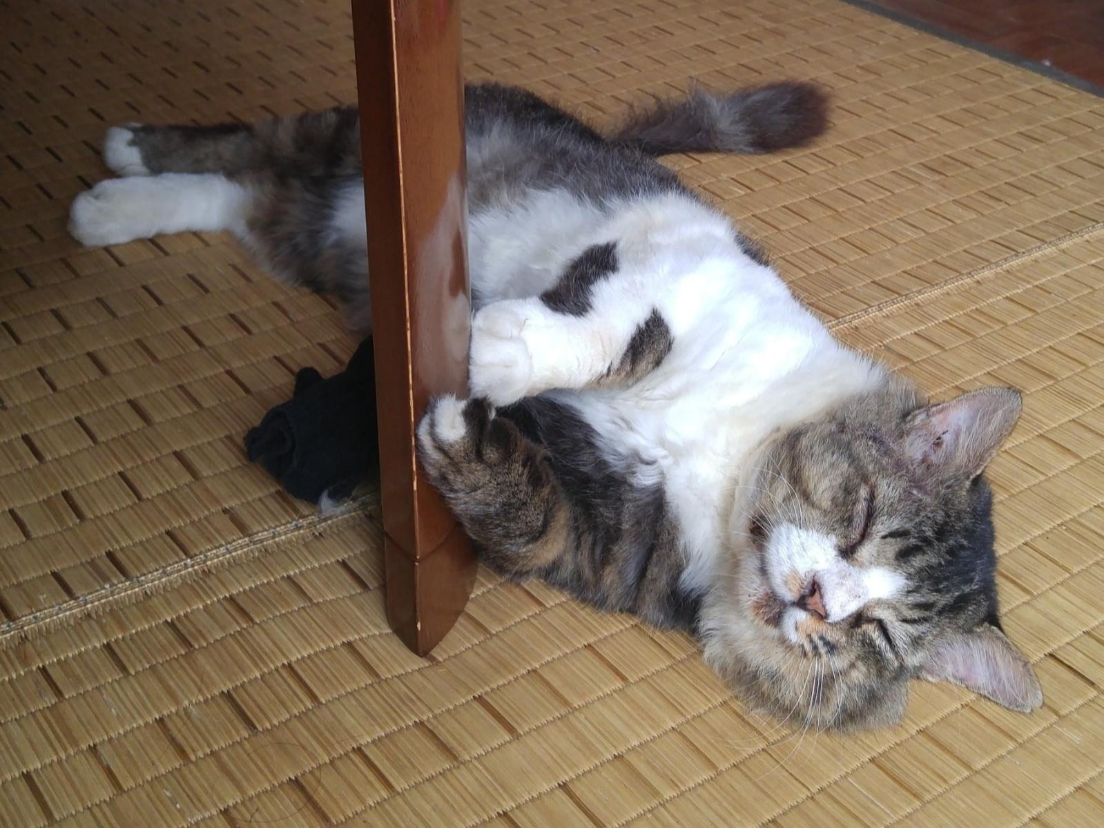 めーちゃん めーちゃん