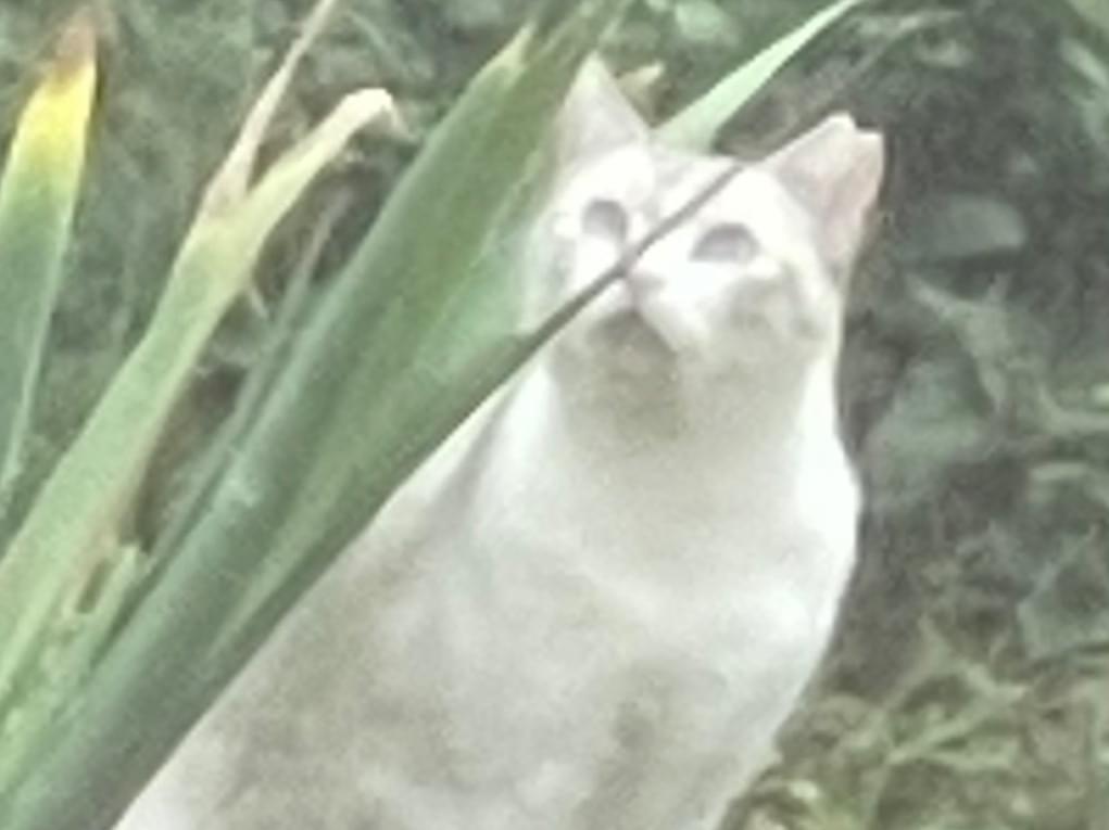 目撃された猫 目撃された猫