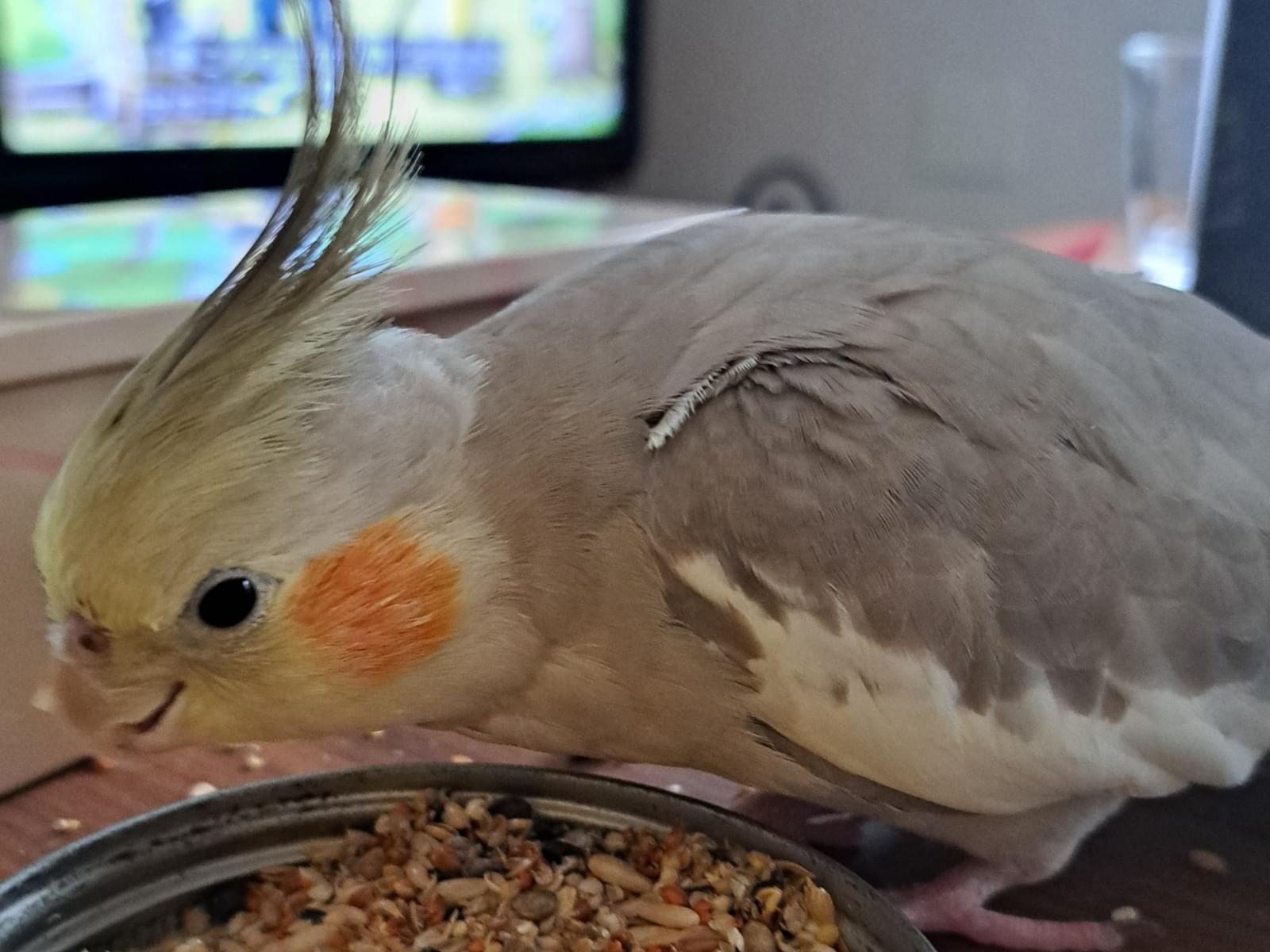 かりんちゃん かりんちゃん