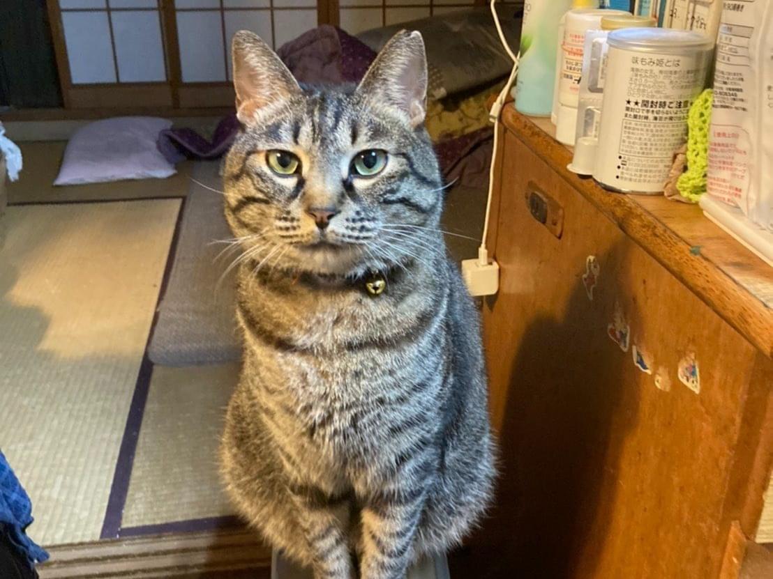 センタちゃん センタちゃん