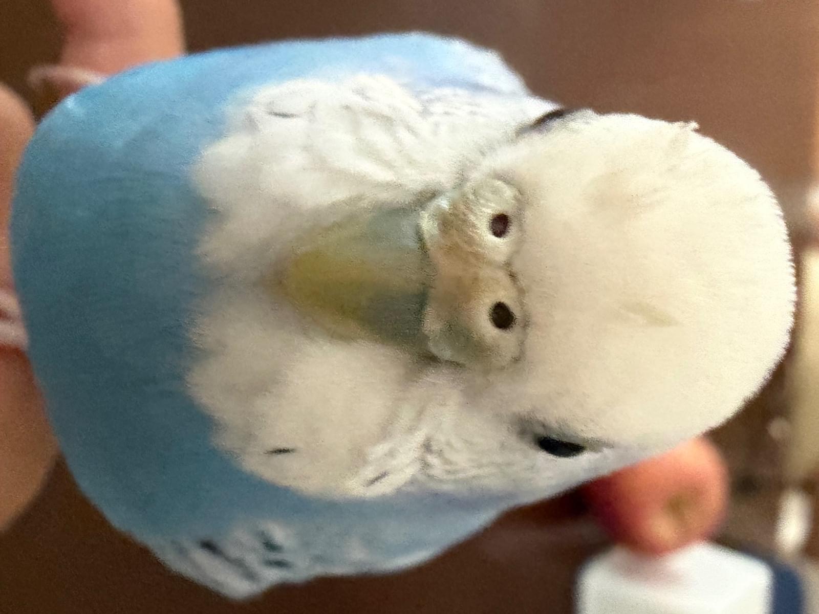 そらちゃん
