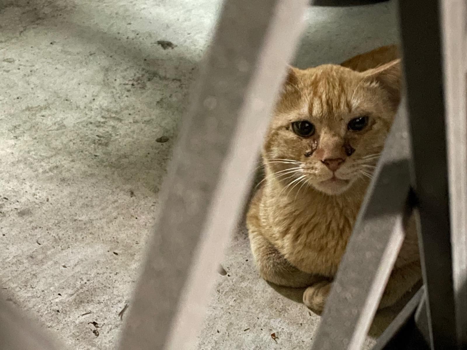 目撃された猫 目撃された猫