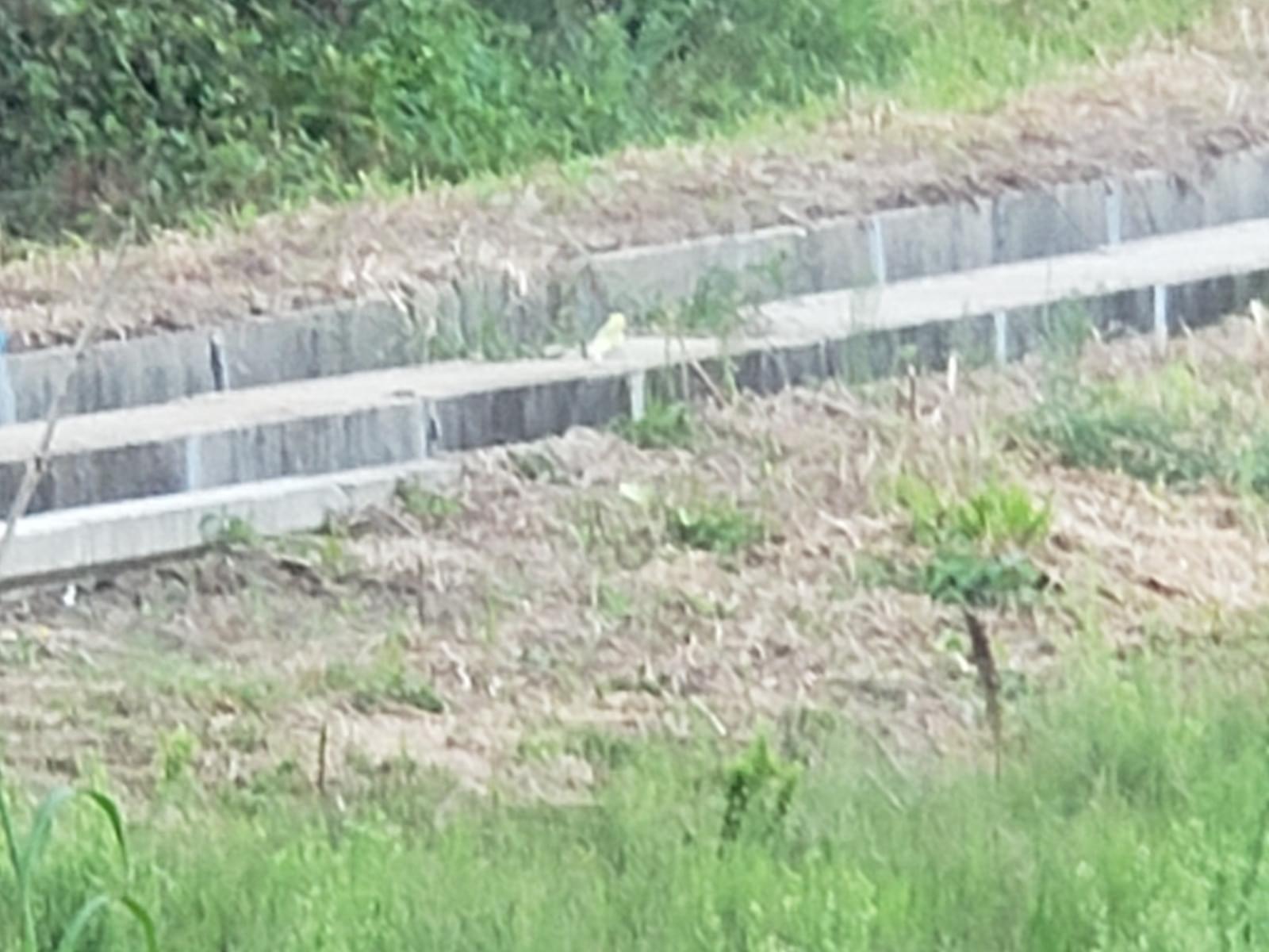 目撃された鳥 目撃された鳥
