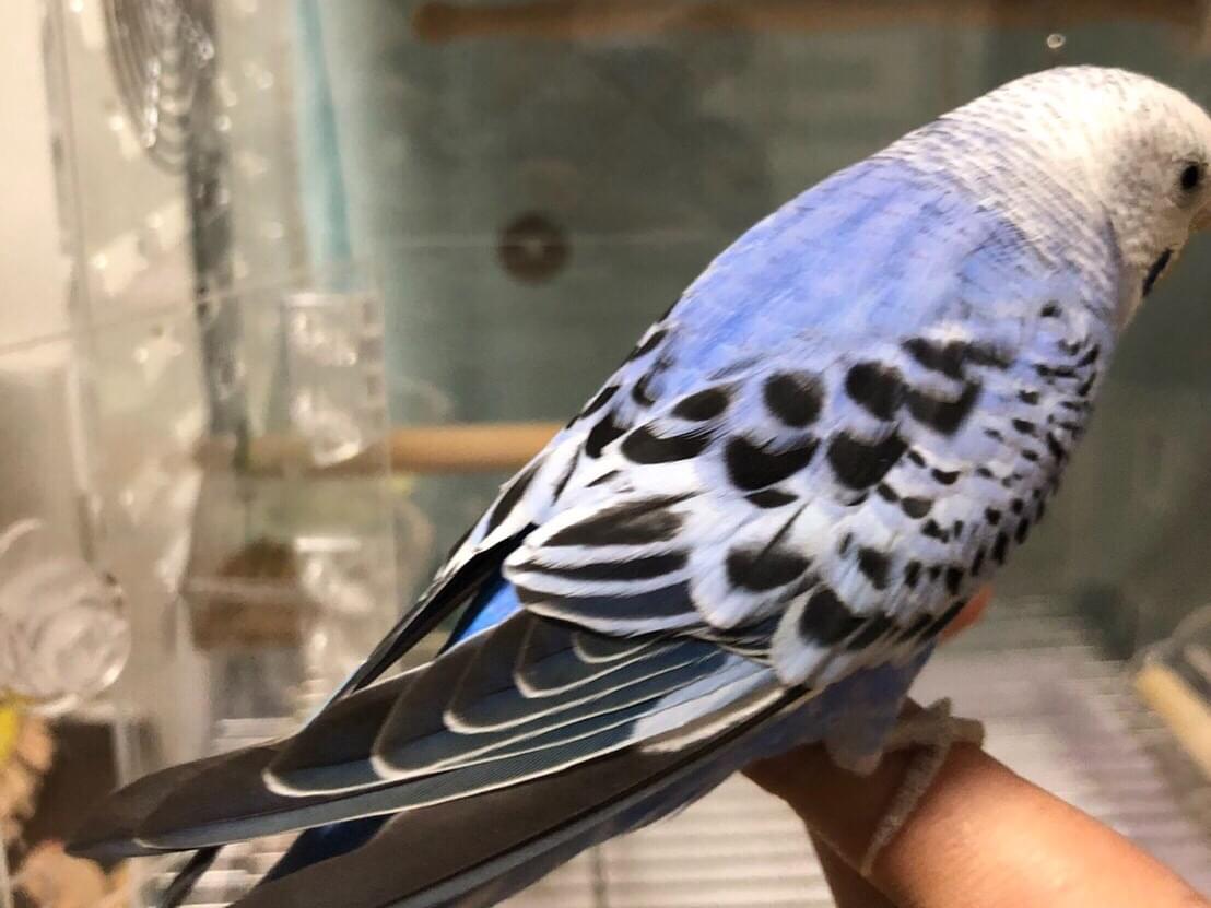 つくねちゃん つくねちゃん