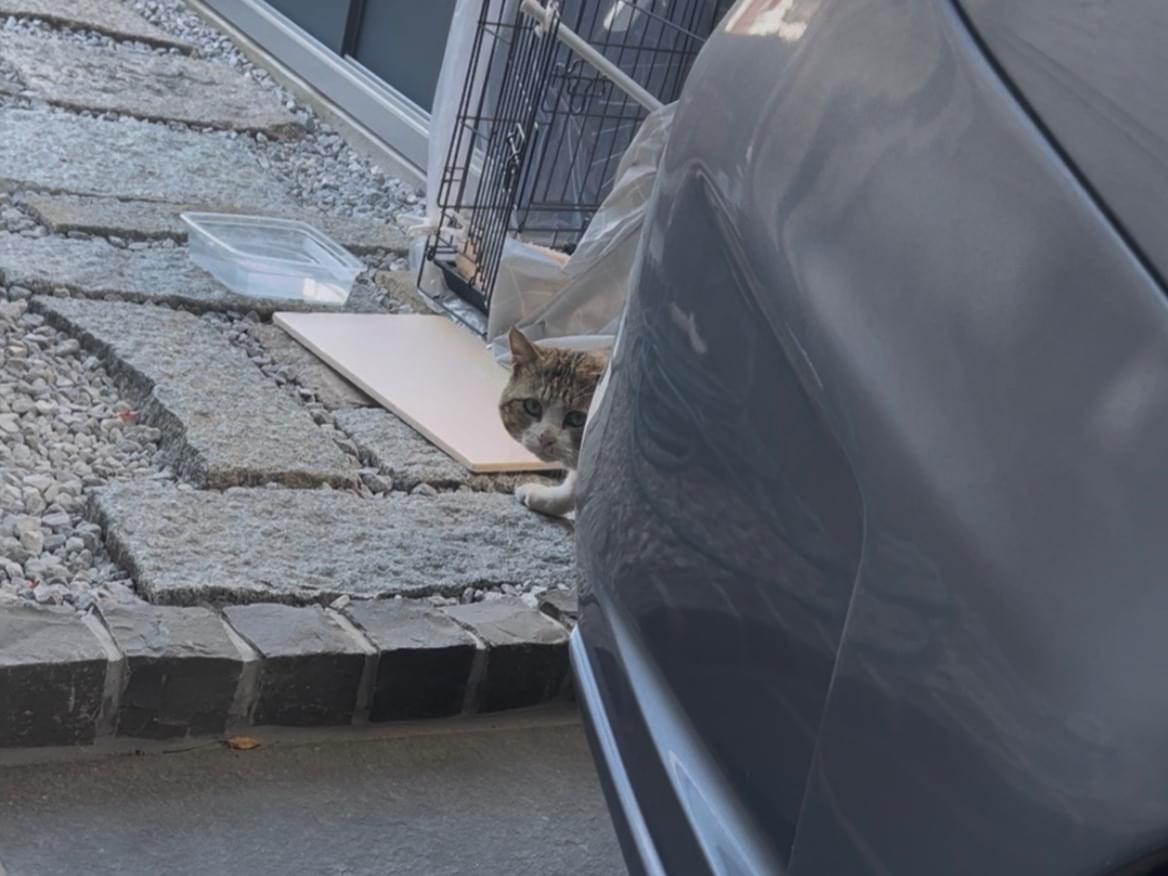 目撃された猫