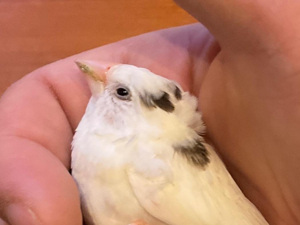 保護された鳥 保護された鳥