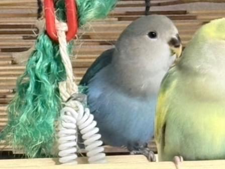 ぽんずちゃん ぽんずちゃん