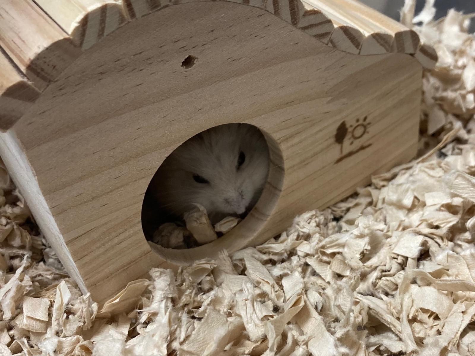 ふーちゃん ふーちゃん