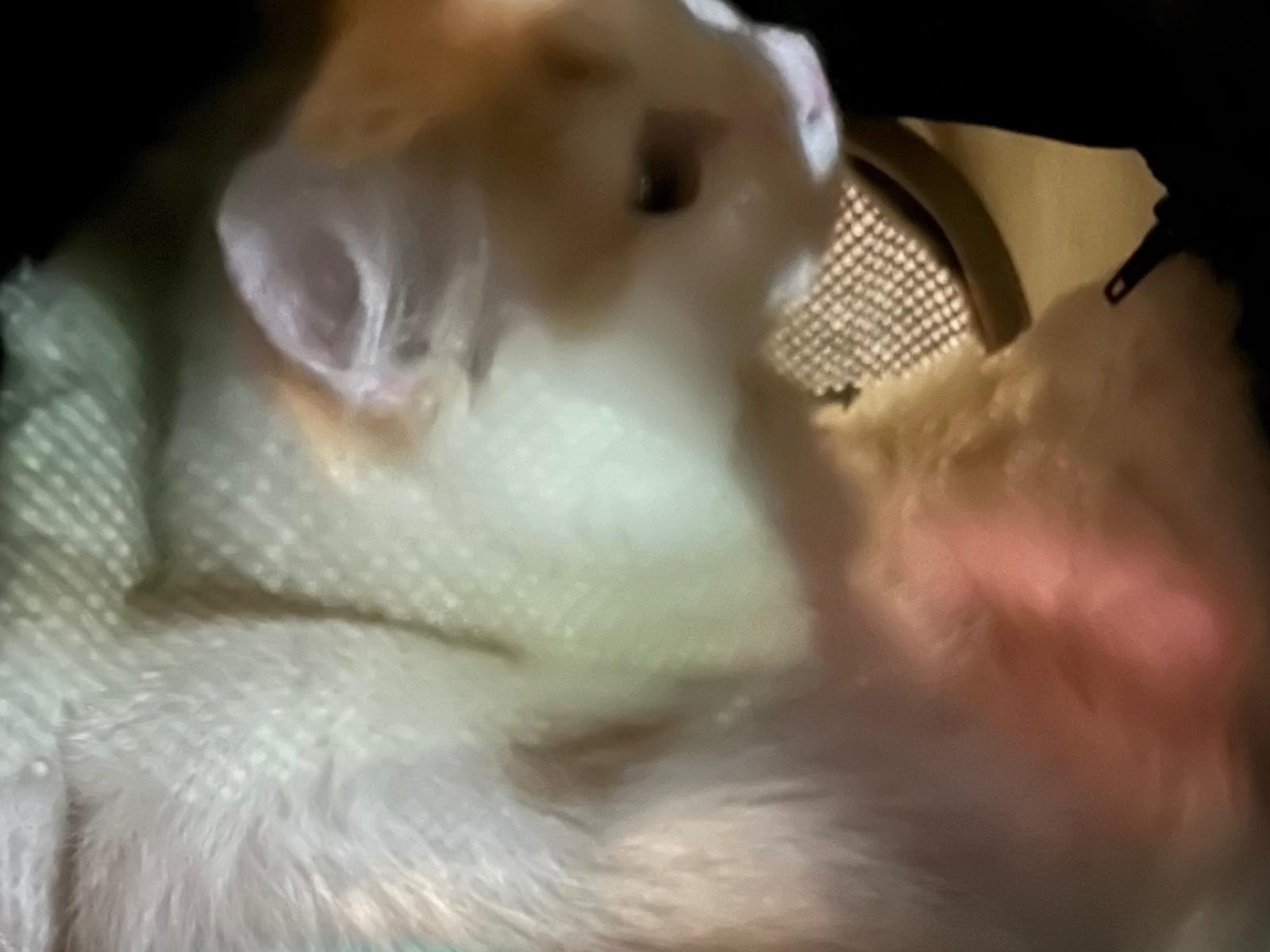 保護された猫 保護された猫
