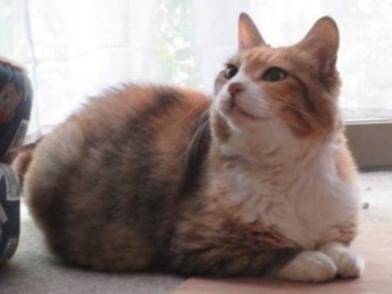 保護された猫 保護された猫