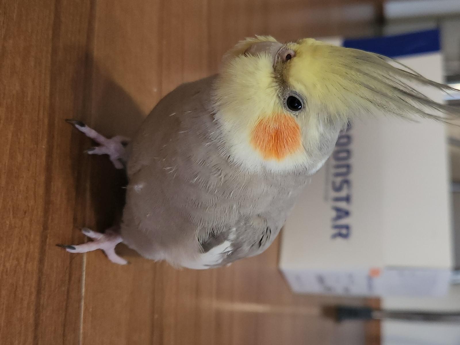ラキちゃん ラキちゃん