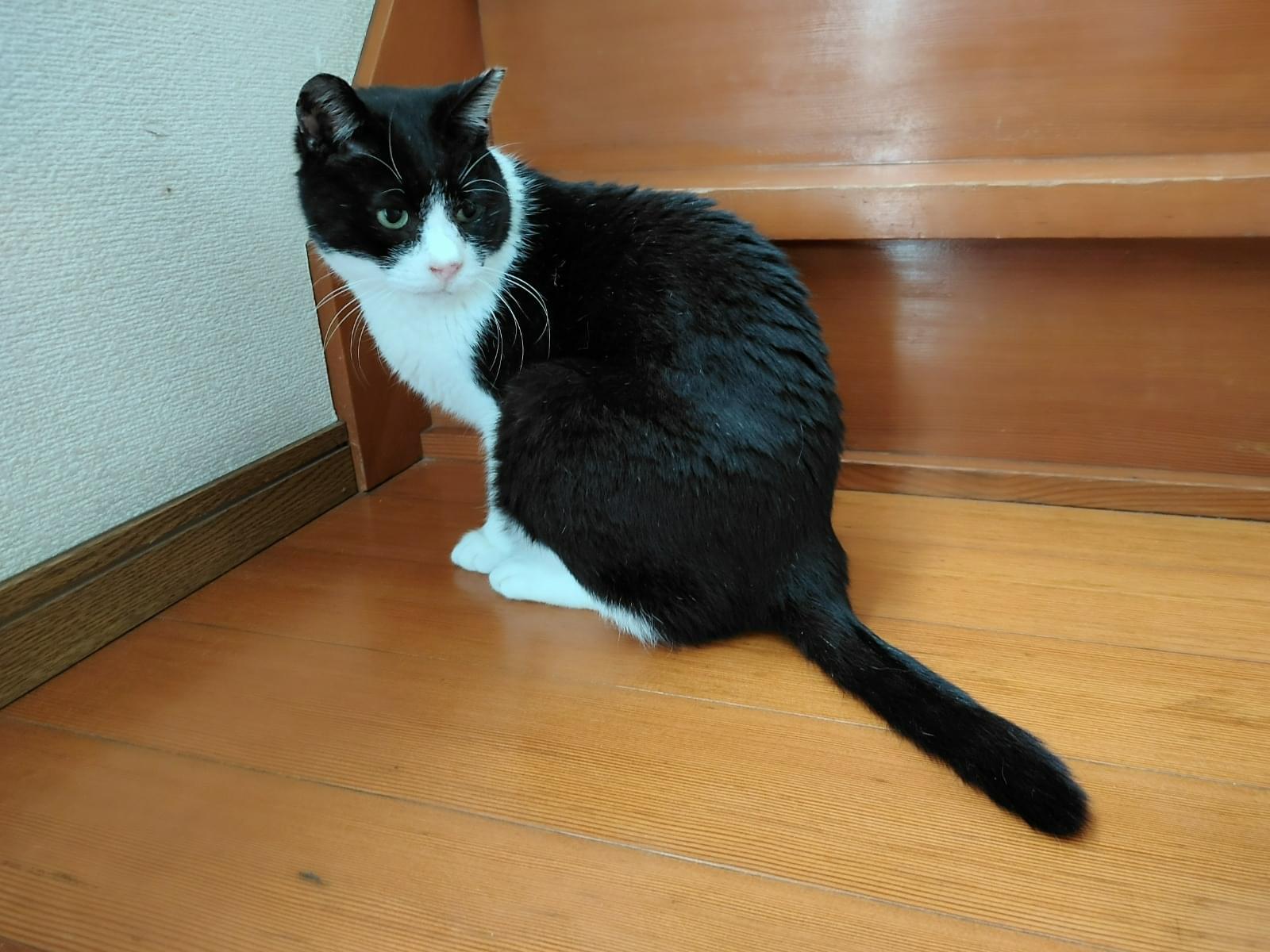 保護された猫 保護された猫