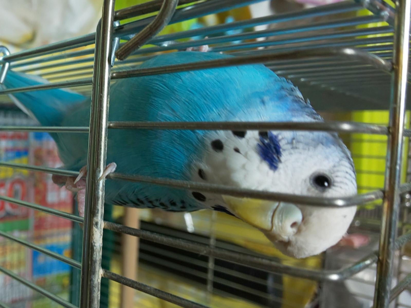 保護された鳥 保護された鳥