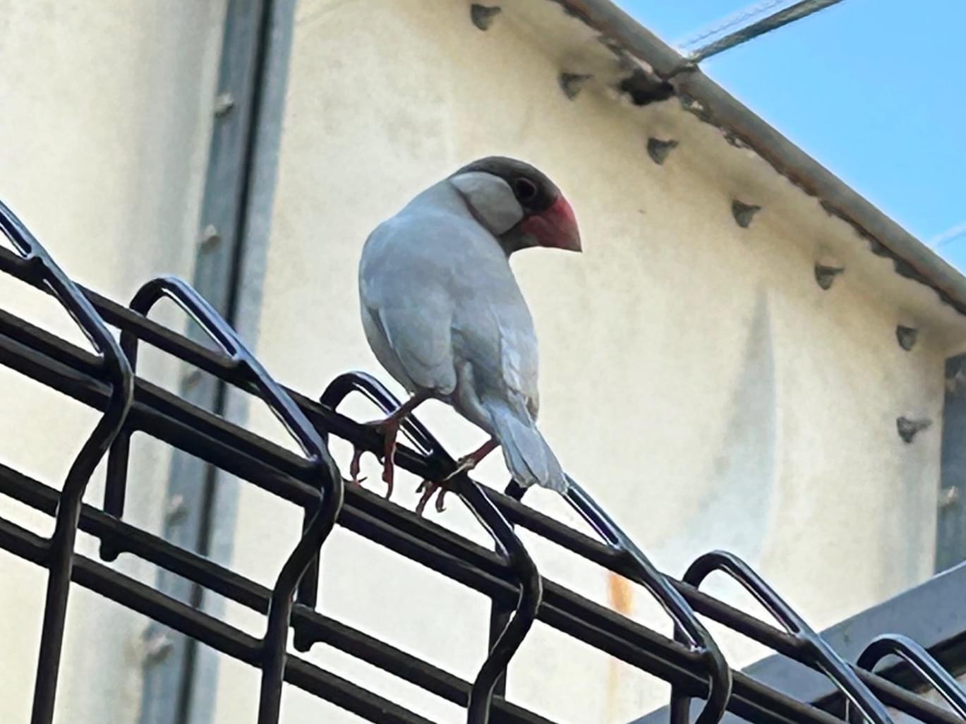 目撃された鳥