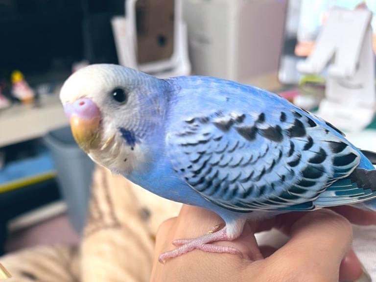 ソルちゃん ソルちゃん