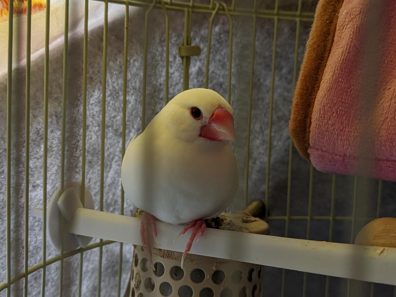 ぴっちちゃん ぴっちちゃん